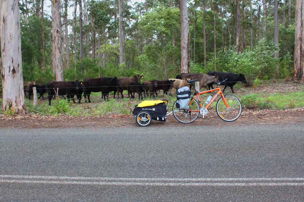 cows like my bike